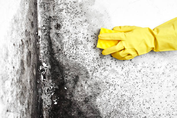 Best Attic Mold Removal  in Redwood Valley, CA