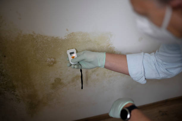 Best Mold Removal Near Me  in Redwood Valley, CA