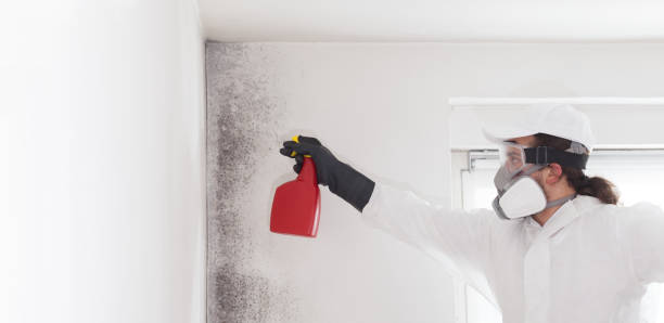 Best Same-Day Mold Removal  in Redwood Valley, CA